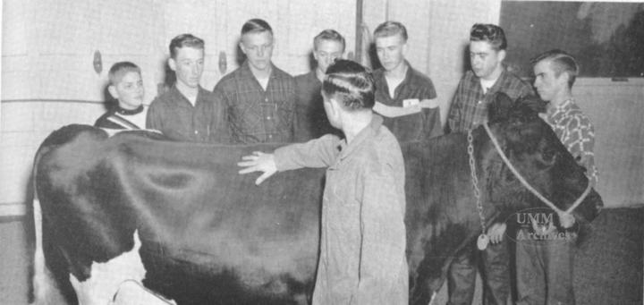 Cow with young boys. Livestock judging was one of the student activities at WCSA.